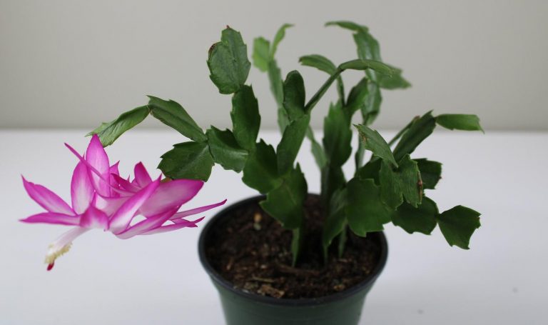 HOW DOES A CHRISTMAS CACTUS BLOSSOM IN JUNE?